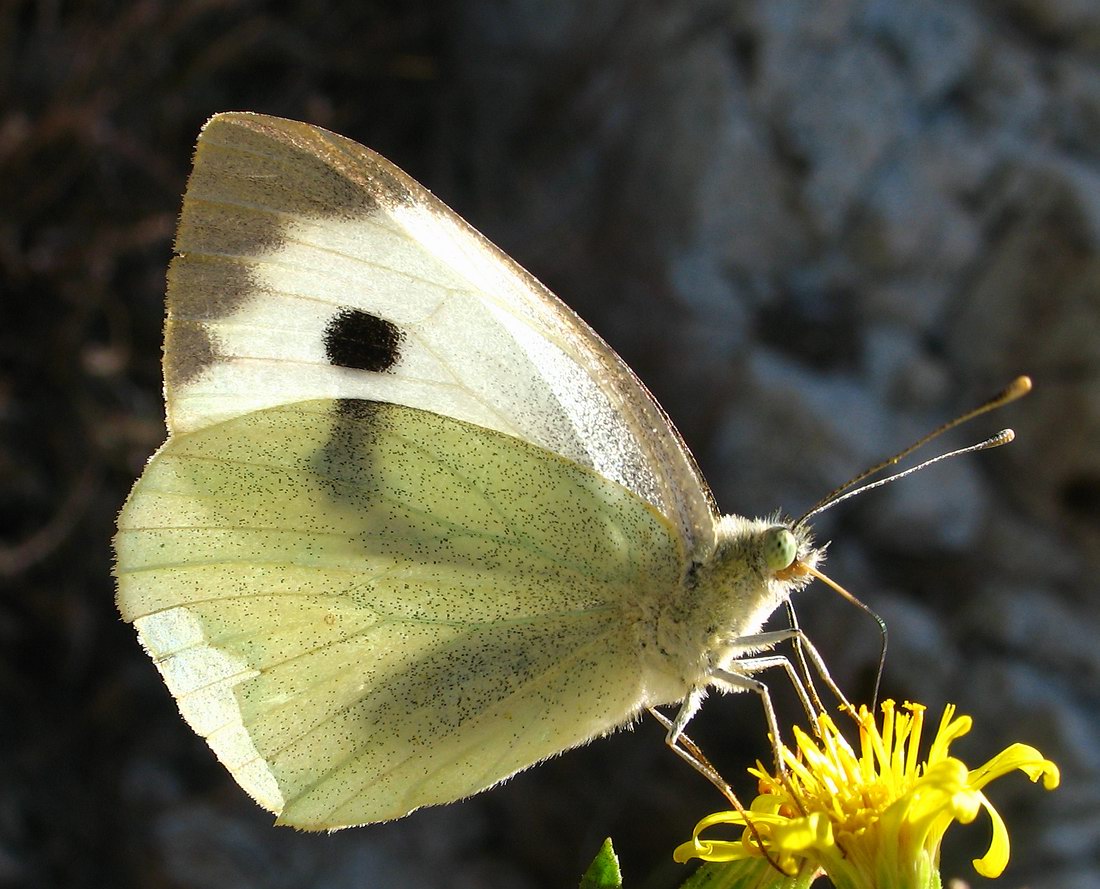 Pieris brassicae?